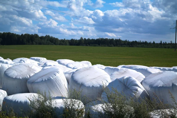 Some Silages Made Partially Dried Grass Packed Agro Stretch Membrane — Stock Photo, Image