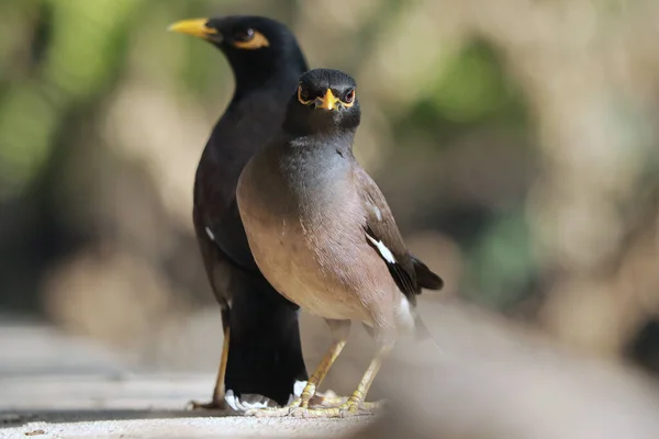 Detailní Záběr Běžných Myna Ptáků Usazených Betonovém Povrchu — Stock fotografie