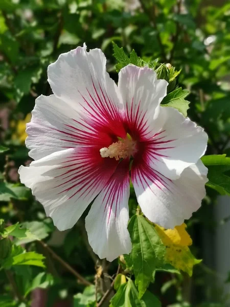 Tiro Vertical Flor Hibisco Branco Jardim — Fotografia de Stock