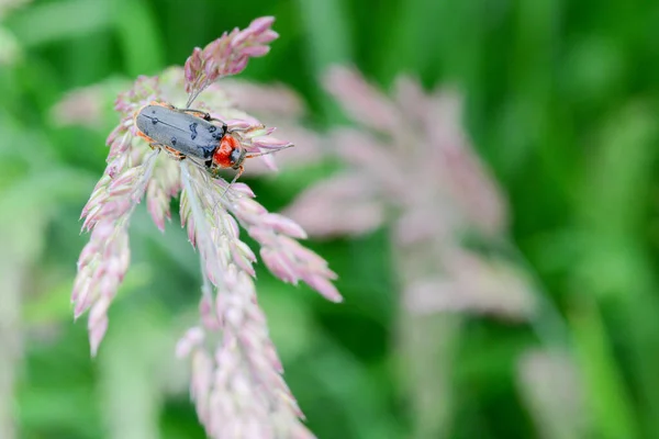초원에 일벌레 카나리아 곤충의 매크로 자연적 — 스톡 사진