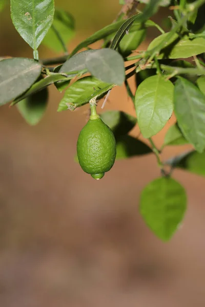 Vertikální Záběr Zeleného Citronu Který Roste Stromě Zahradě — Stock fotografie