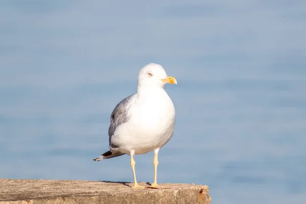 Selective Focus Shot Large White Headed Gull Standing Front Lake — Stock Photo, Image