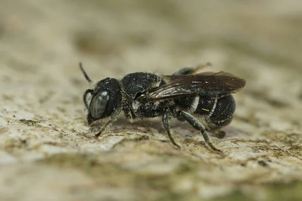 Macro Shot Female Resin Bee Heriades Crenulatus Wooden Surface Garden — Stock Photo, Image