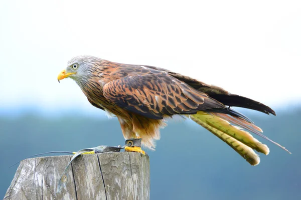 Falke Sitzt Auf Baumstumpf Vor Blauem Himmel Greifvogel Wildtiere — Stockfoto