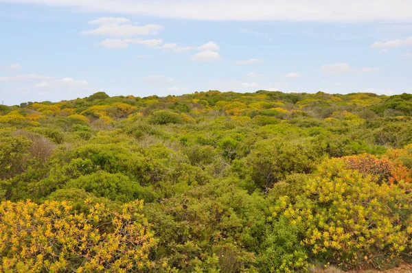 Vista Sobre Exuberante Vegetación Verde Isla Española Menorca España —  Fotos de Stock
