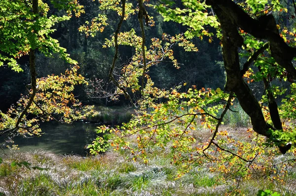 秋天的森林 有五彩缤纷的树叶和德国巴伐利亚州鲁波丁附近的一个小山湖 — 图库照片