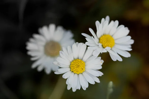 Ett Makro Skott Vackra Kamomill Blommor Utomhus — Stockfoto