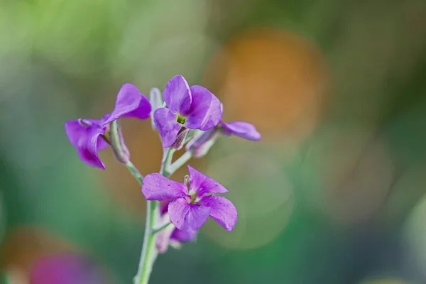 Ett Makro Skott Natt Violetta Blommor Utomhus Dagsljus — Stockfoto