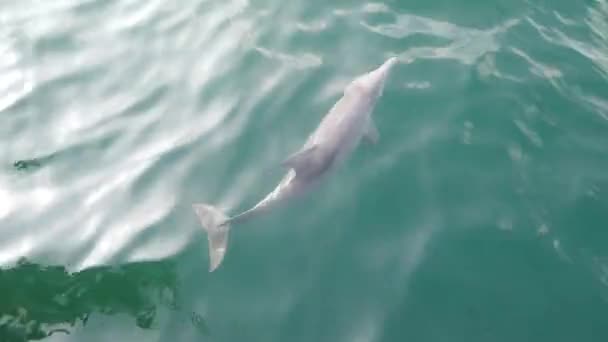 Golfinho Nadando Perto Barco Mar — Vídeo de Stock