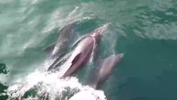 Dolphins Playing Boat Sea — Stock Video