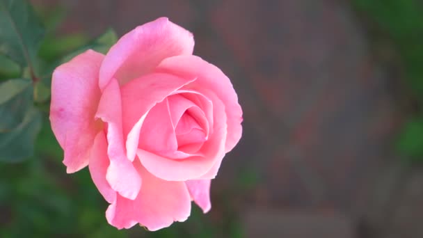 Krásné Růžové Růže Selektivní Zaměření Rozmazané Pozadí Přírody — Stock video