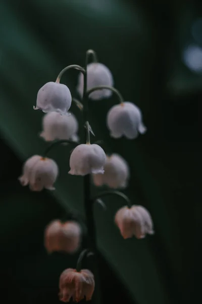 Detailní Záběr Rozkvetlé Bílé Lily Údolí Květiny Rozmazaném Zeleném Pozadí — Stock fotografie