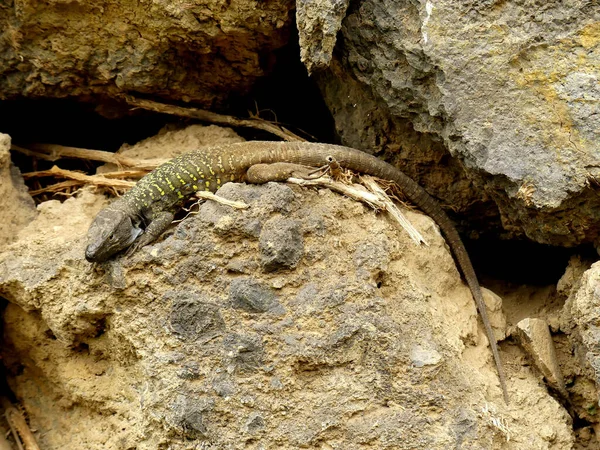 Kaya Üzerinde Renkli Çizgileri Olan Altın Bir Kertenkele — Stok fotoğraf