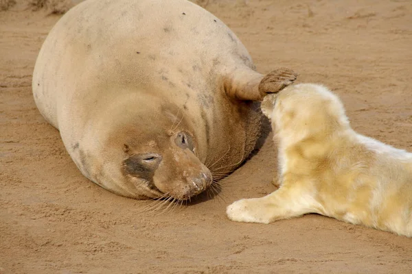 Uma Família Focas Pele Descansando Areia — Fotografia de Stock