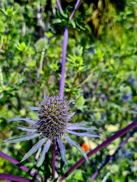 庭で栽培された青いEryngosの花のクローズアップショット — ストック写真