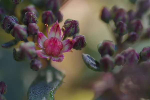 Nahaufnahme Einer Sedum Sun Wunderkerze Sedoro Blue Elf Mit Einer — Stockfoto