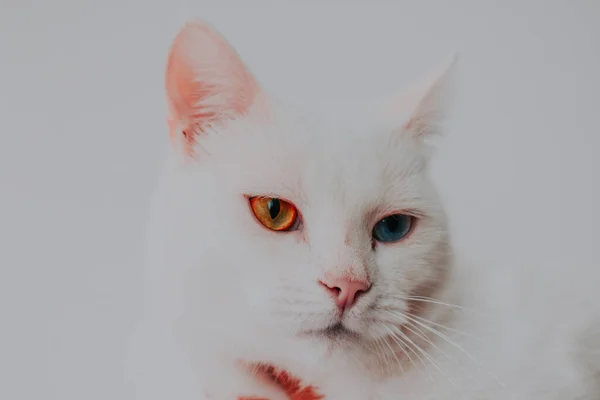 Primer Plano Adorable Gato Doméstico Blanco Esponjoso Con Ojos Color —  Fotos de Stock