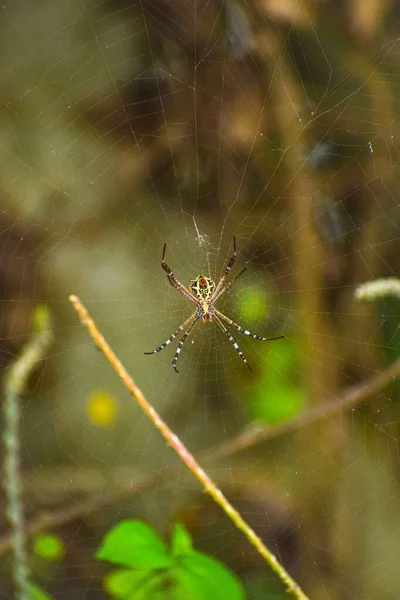 クモの巣の上にいるクモの垂直接近ショット — ストック写真
