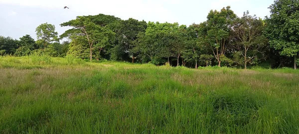 Padang Rumput Berumput Depan Pohon Pohon Hutan — Stok Foto