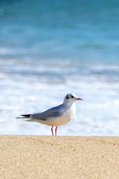 Vertical Shot Red Billed Gull Perched Beach Surrounded Sea Sunny — Stock Photo, Image