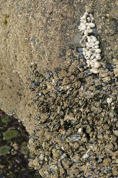 绿洲海岸贻贝的垂直镜头 — 图库照片