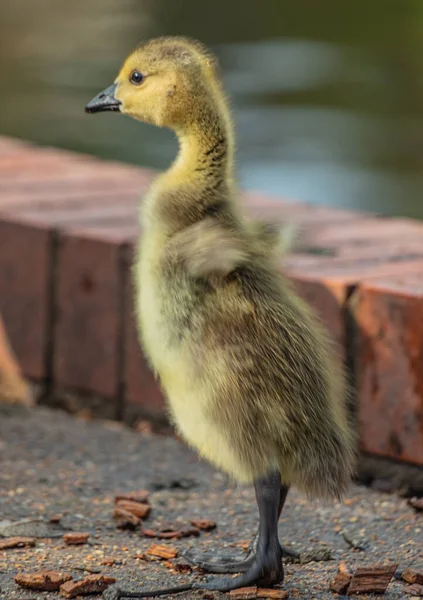 Vertical Shot Baby Goose — Stock Photo, Image