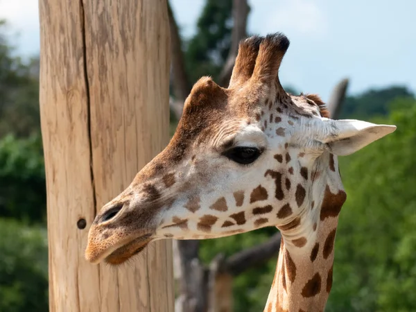 Kopf Der Giraffe Frisst Blätter Und Blickt Die Kamera — Stockfoto