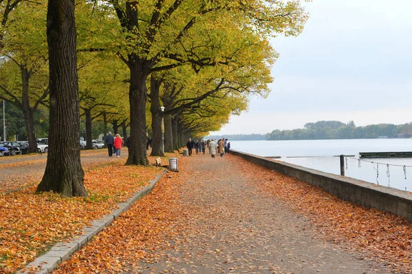 Linje Vackra Gröna Träd Park Med Fallna Orange Blad Marken — Stockfoto