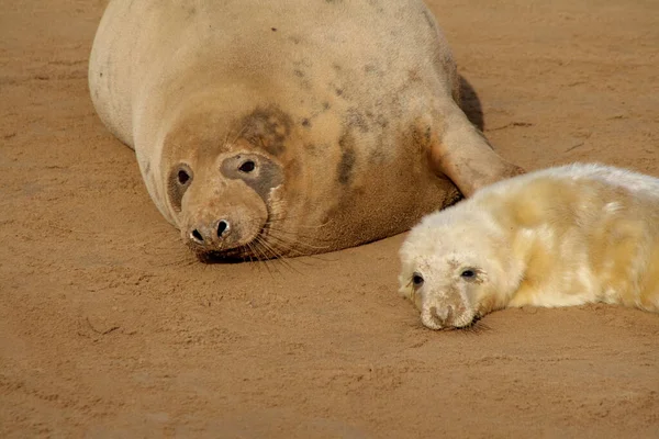 Сім Хутряних Тюленів Відпочиває Піску — стокове фото