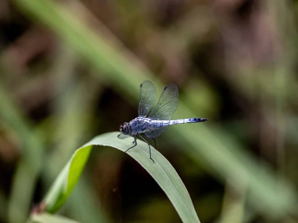一张Kofuki蜻蜓的特写照片 它栖息在一片树叶上 背景模糊不清 — 图库照片