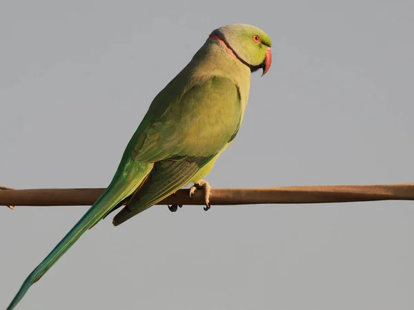 Rose Ringed Parakeet Perched Branch Isolated Gray Background — Stock Photo, Image