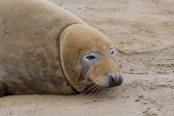 Милые Меховые Тюлени Отдыхают Лежа Земле — стоковое фото