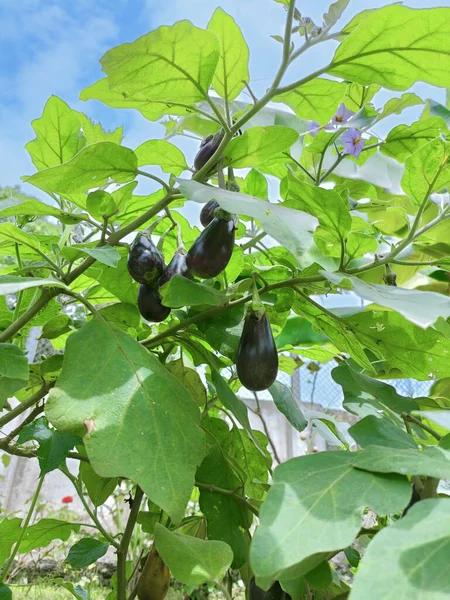 Organické Brinjals Nebo Vaječné Rostliny Rostoucí Terase Zahradničení Domácí Brinjals — Stock fotografie