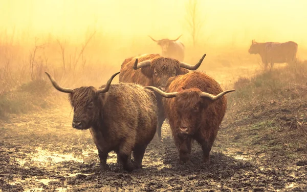 Group Highland Cows Woods Misty Weather — Stock Photo, Image
