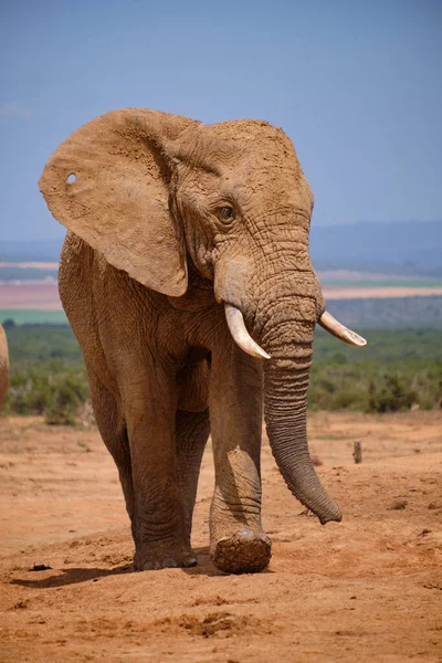 Gros Plan Éléphant Marchant Sur Sable Dans Nature — Photo