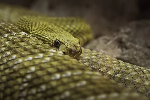 一只绿色危险的蛇的特写镜头 — 图库照片