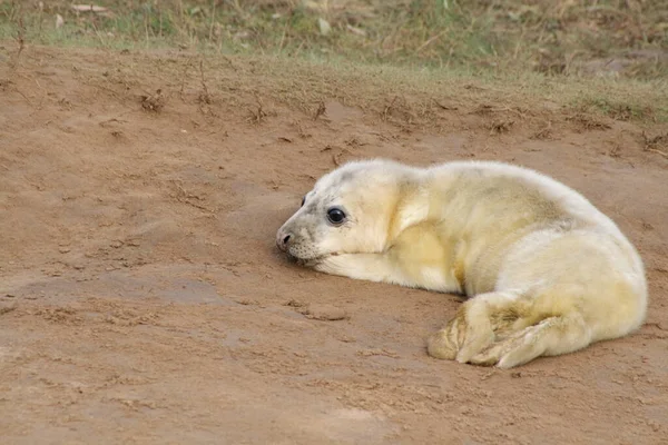 Een Schattige Baby Bont Zeehond Neemt Een Rust Liggend Grond — Stockfoto