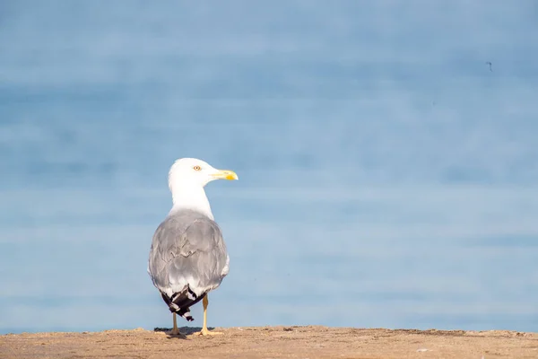 Tiro Foco Seletivo Uma Grande Gaivota Cabeça Branca Frente Lago — Fotografia de Stock