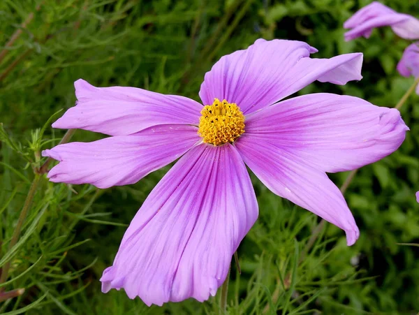 Purple Flower Yellow Centre Blooming — Stock Photo, Image