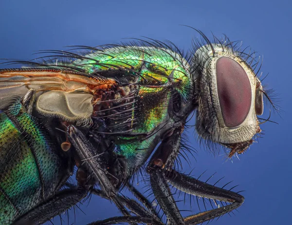 Una Macro Toma Verdor Sobre Fondo Azul — Foto de Stock