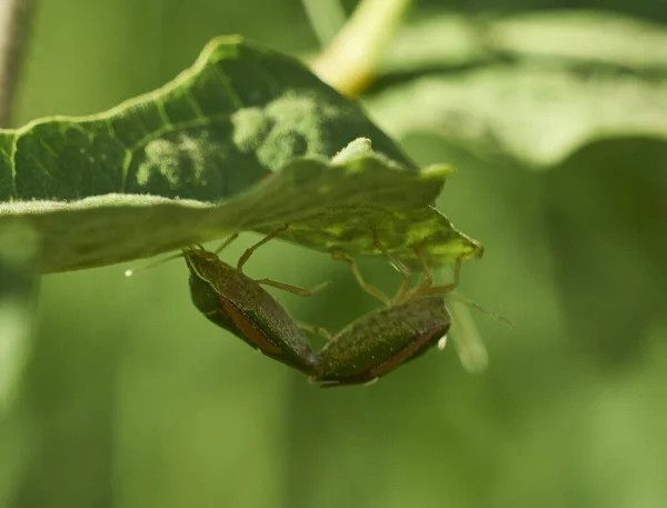 Primer Plano Una Mantis Europea Una Planta — Foto de Stock