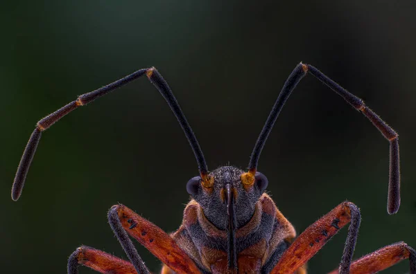 Макрофотографія Голови Oleander Bugs Lygaeidae — стокове фото