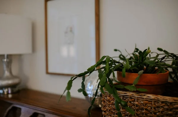 Primer Plano Una Hermosa Planta Verde Una Canasta Encima Piano —  Fotos de Stock