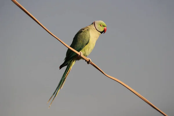 Rose Ringed Parakeet Perched Branch Isolated Gray Background — Stock Photo, Image