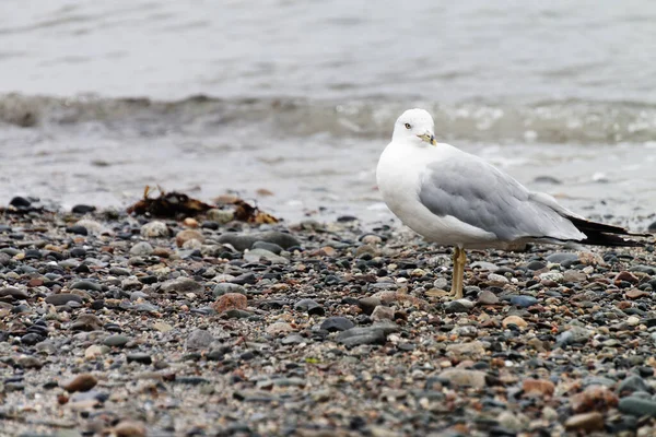 Gros Plan Une Mouette Plage — Photo