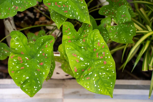 Closeup Shot Beautiful Plant Spotted Leaves Flowerpot — Stock Photo, Image