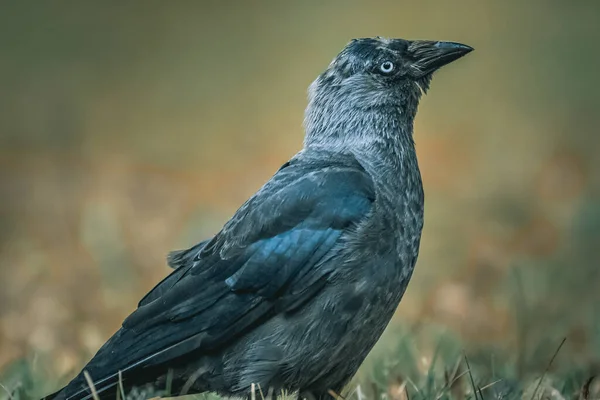 Primer Plano Jackdaw Occidental Hierba —  Fotos de Stock