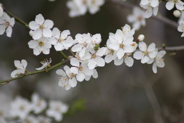 Une Prise Vue Sélective Fleurs Prunier Blanc Poussant Dans Jardin — Photo