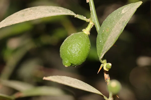 Detailní Záběr Zeleného Citronu Který Roste Stromě Zahradě — Stock fotografie