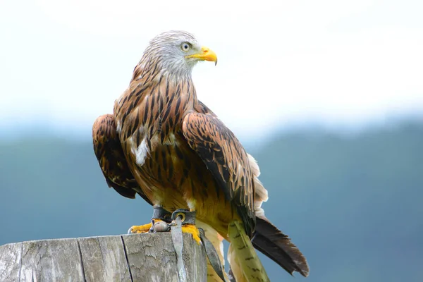 Falke Sitzt Auf Baumstumpf Vor Blauem Himmel Greifvogel Wildtiere — Stockfoto